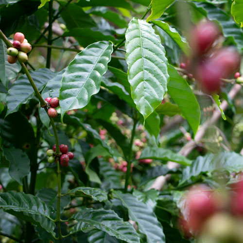 fair trade coffee القهوة التجارة العادلة